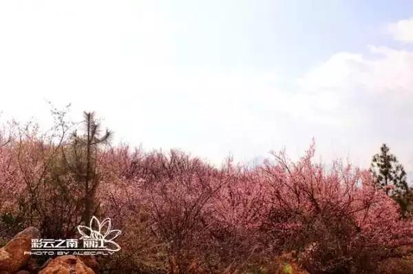 丽江拉市海梅花,丽江拉市海风景也很美