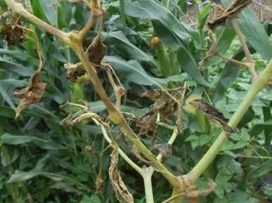 夏季暴雨后这些蔬菜病害不得不防,雨后蔬菜病害怎么管理