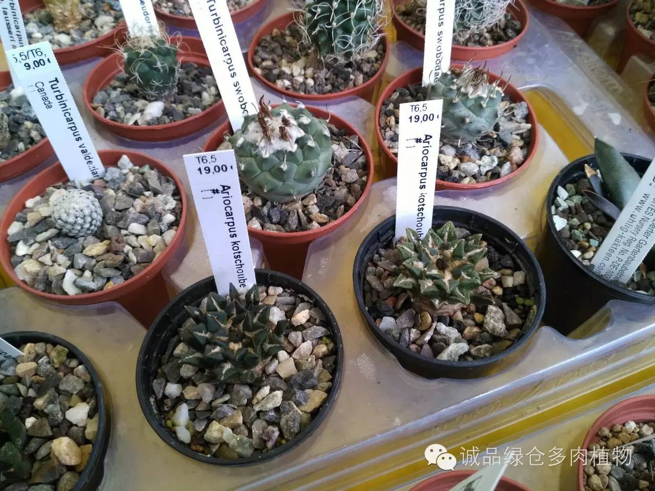 关于逛多肉市场,北方最大的多肉市场