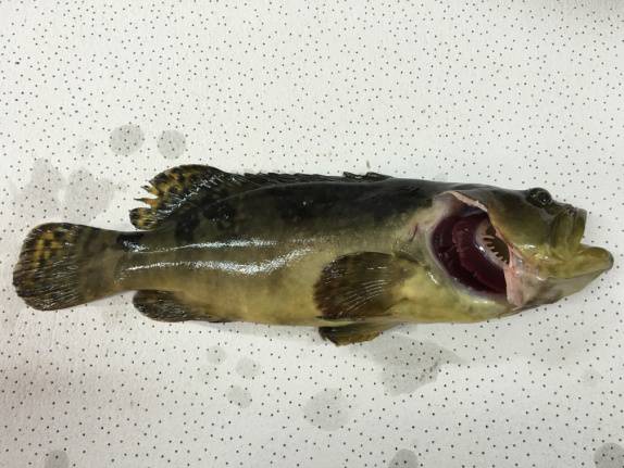 求助|饵料足、管理好，吃食等和正常石斑鱼无异，为什么我的石斑鱼就瘦如柴呢？