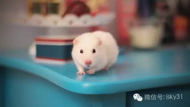 新手该怎么养一只十几天的小仓鼠,怎么养可爱又萌萌哒的小仓鼠