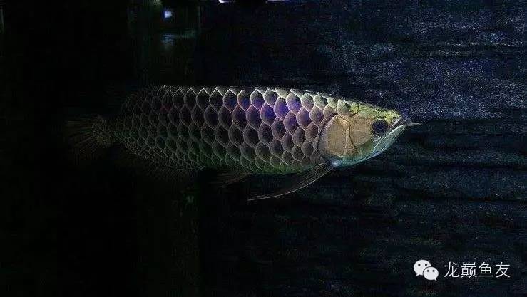 养龙三件事,养龙第七阶段怎么玩