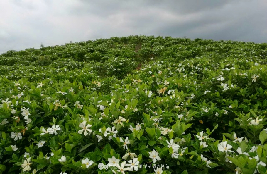蛇形山镇最新诈骗案,蛇形山镇缅甸诈骗案