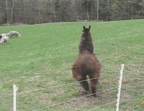 “不”说旅行∣抱歉,我只是出国旅行,不代购!