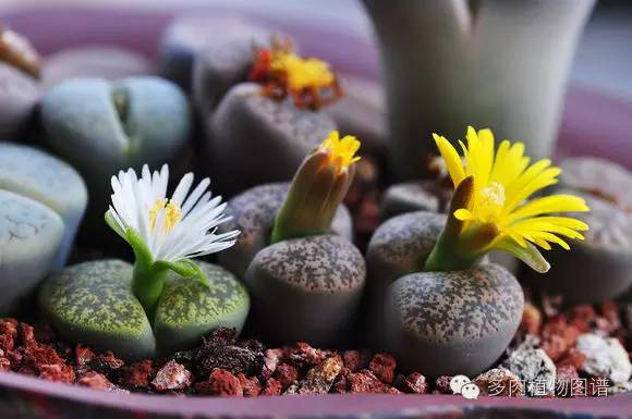 生石花晒伤了怎么处理,生石花晒伤的表现