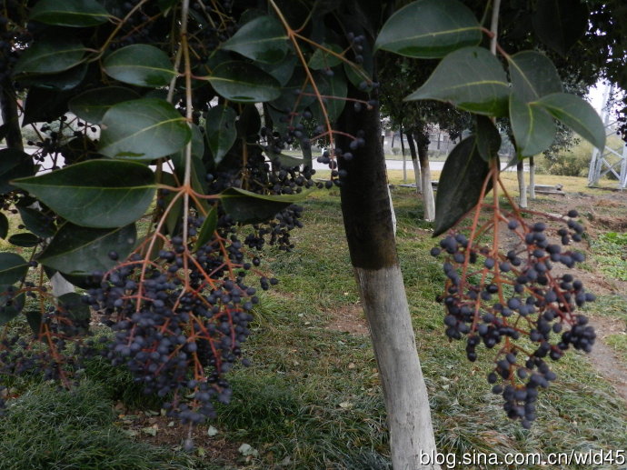 在农村看见这种植物别错过了,农村见到这种野菜切记只摘叶子