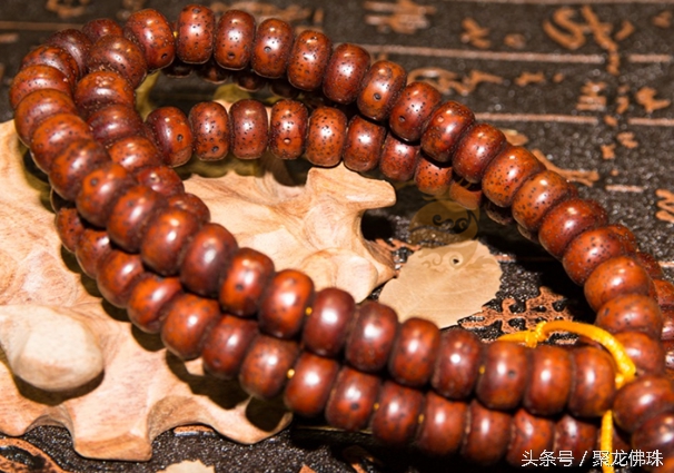 星月菩提寿命多长,星月菩提一般寿命