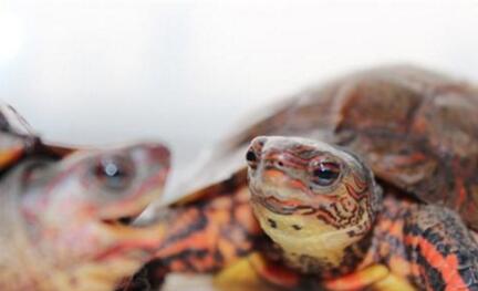 洪都拉斯木纹龟,洪都拉斯木纹龟犯法吗