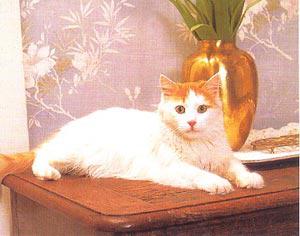 最便宜的宠物猫咪品种图片及价格,哪个品种的猫咪性格最好最温顺