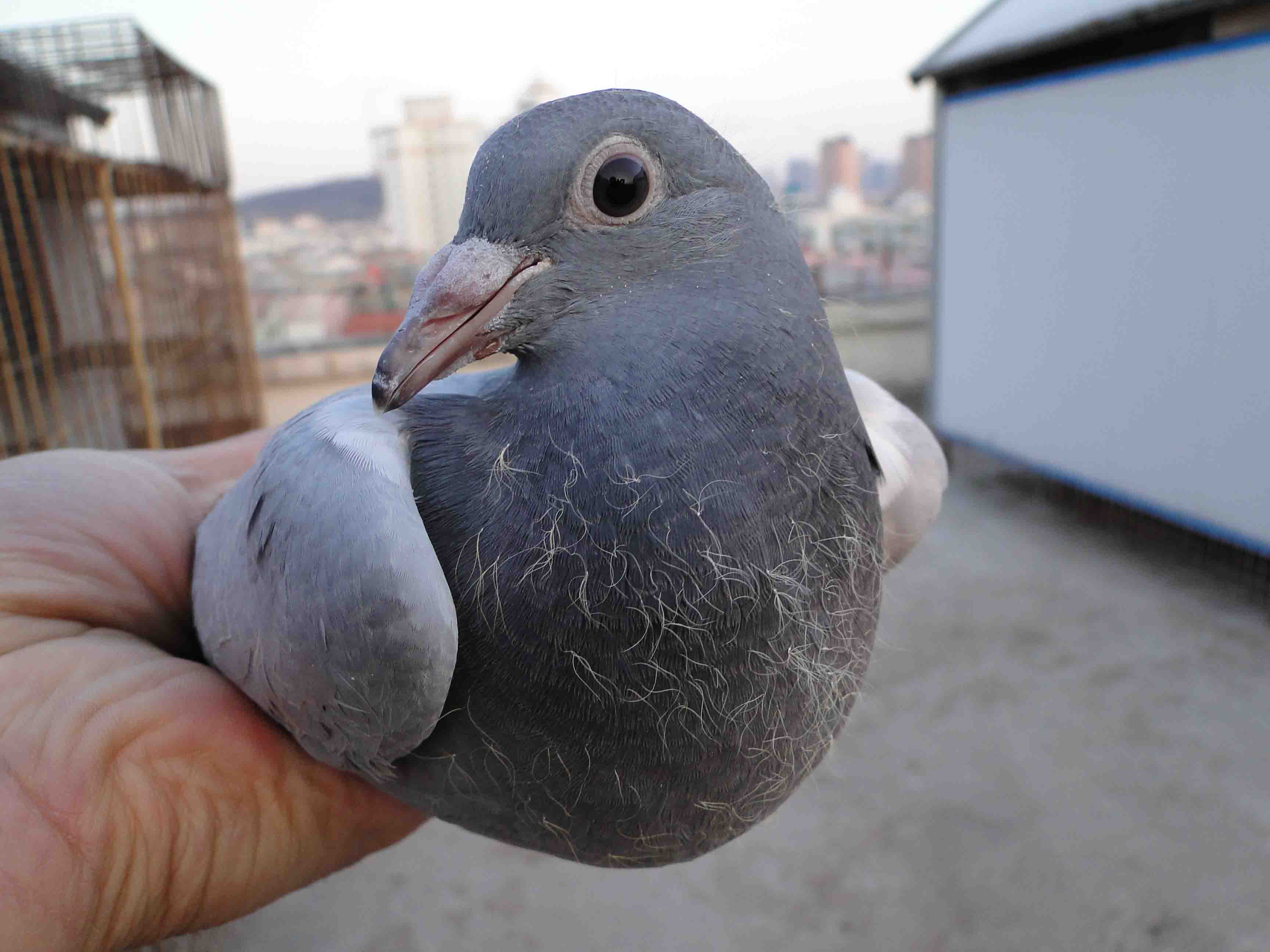 同一窝的幼鸽多久可以配对,同窝幼鸽一大一小怎么解决
