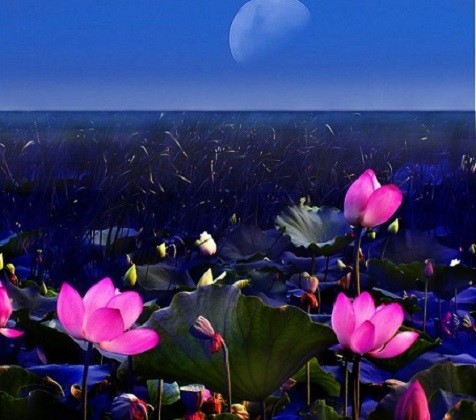 什么叶子能解暑,一种叶子泡水喝可以通便