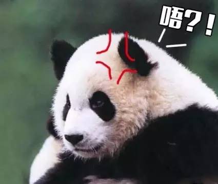 本届巴西奥组委:谁能帮我海淘只熊猫?