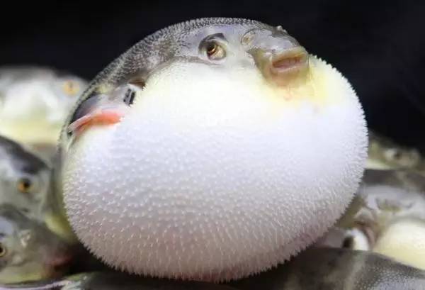 英语怎么表达我有点胖,胖用英语怎么形容比较优雅