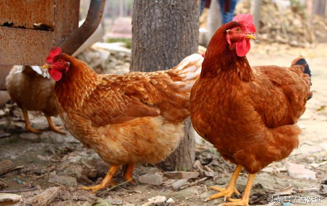 禽流感病毒怎么治疗,鸡病毒病特效药