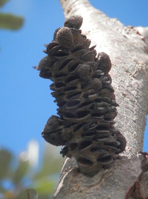 OldManHoney，澳碧的甜蜜大叔