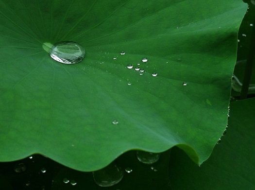 什么叶子能解暑,一种叶子泡水喝可以通便