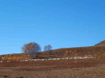 承德塞罕坝国家森林公园雾凇,承德塞罕坝公园