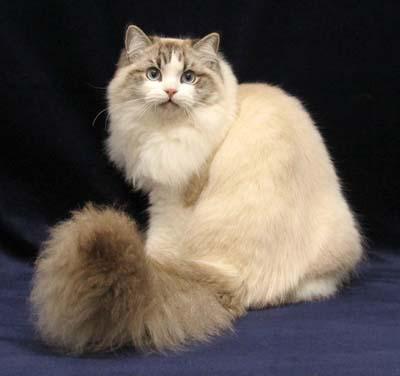 最便宜的宠物猫咪品种图片及价格,哪个品种的猫咪性格最好最温顺