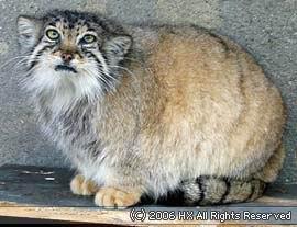 最便宜的宠物猫咪品种图片及价格,哪个品种的猫咪性格最好最温顺