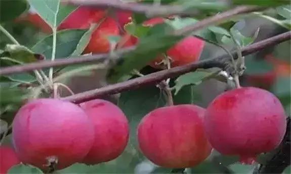 牡丹江人有福吗,牡丹江人生活好吗