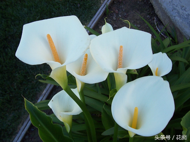 马蹄莲怎么养效果最好,马蹄莲在家养的寓意