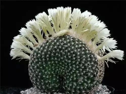 多肉开完花就死,多肉开花后会死掉吗