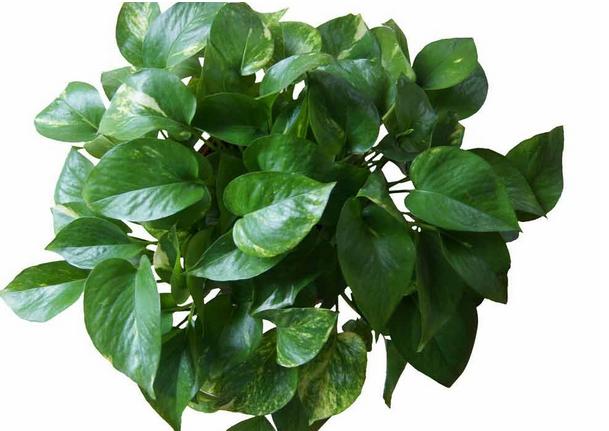 花友在绿萝旁放一些水果,结果满屋子小黑飞