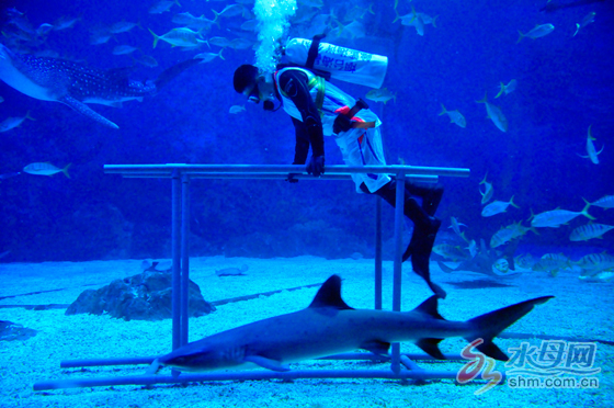 鲸鲨馆和鲸鲨海洋公园,海昌海洋公园鲸鲨表演时间