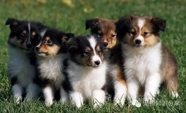 狗狗身上肿了个大包怎么回事,狗狗身上有红疙瘩还痒怎么办