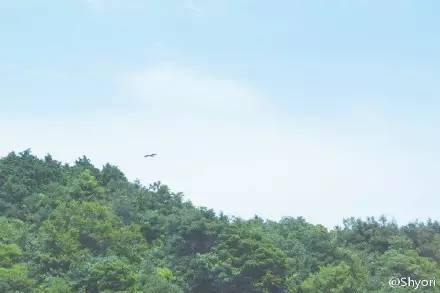 蝉鸣的夏天我想遇见你,蝉鸣的夏季我想遇见你英文