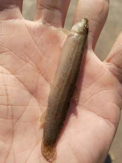 虾难养、鱼价低，广西合浦养殖户尝试转养台湾泥鳅