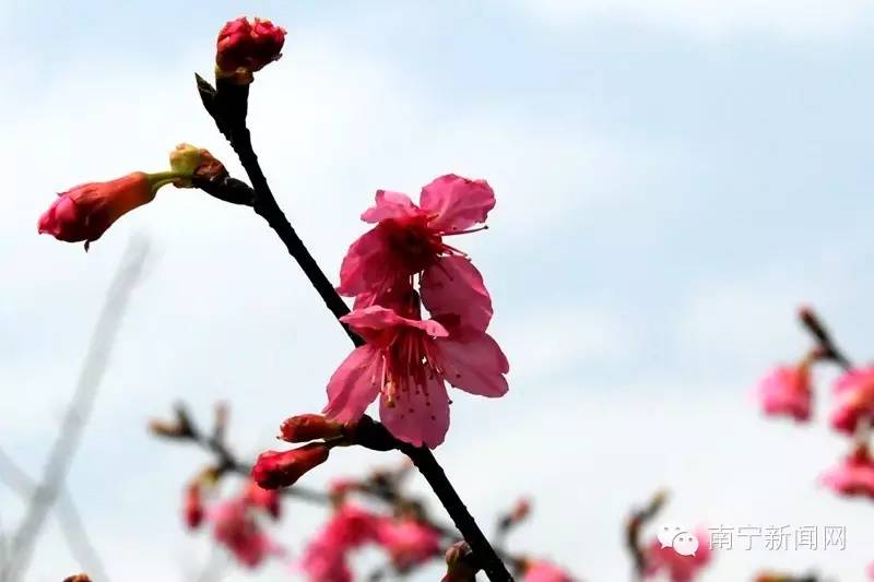 南宁哪里有假樱花,南宁樱花还有吗