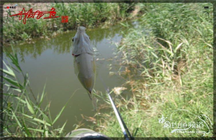 户外野钓小河沟七星鱼,鲫鱼野钓小河沟