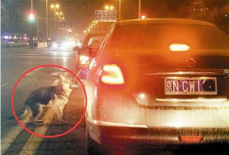 开车就可以这样虐待生命吗？狗狗吐血而亡不痛吗？