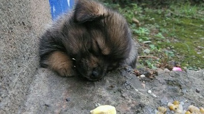 为什么小土狗特别温顺,土狗不是土里土气而是土生土长