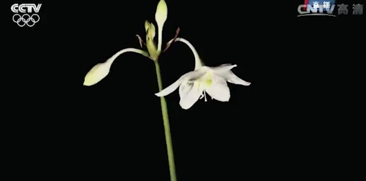 里约奥运会巴西名模开幕式走秀,里约奥运会开幕式桑巴