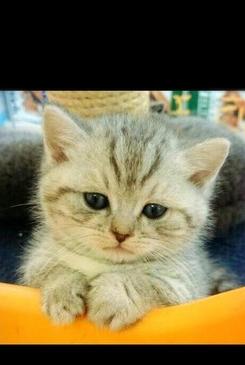 被强迫全裸的猫咪，大腿照外流，露出生无可恋的眼神