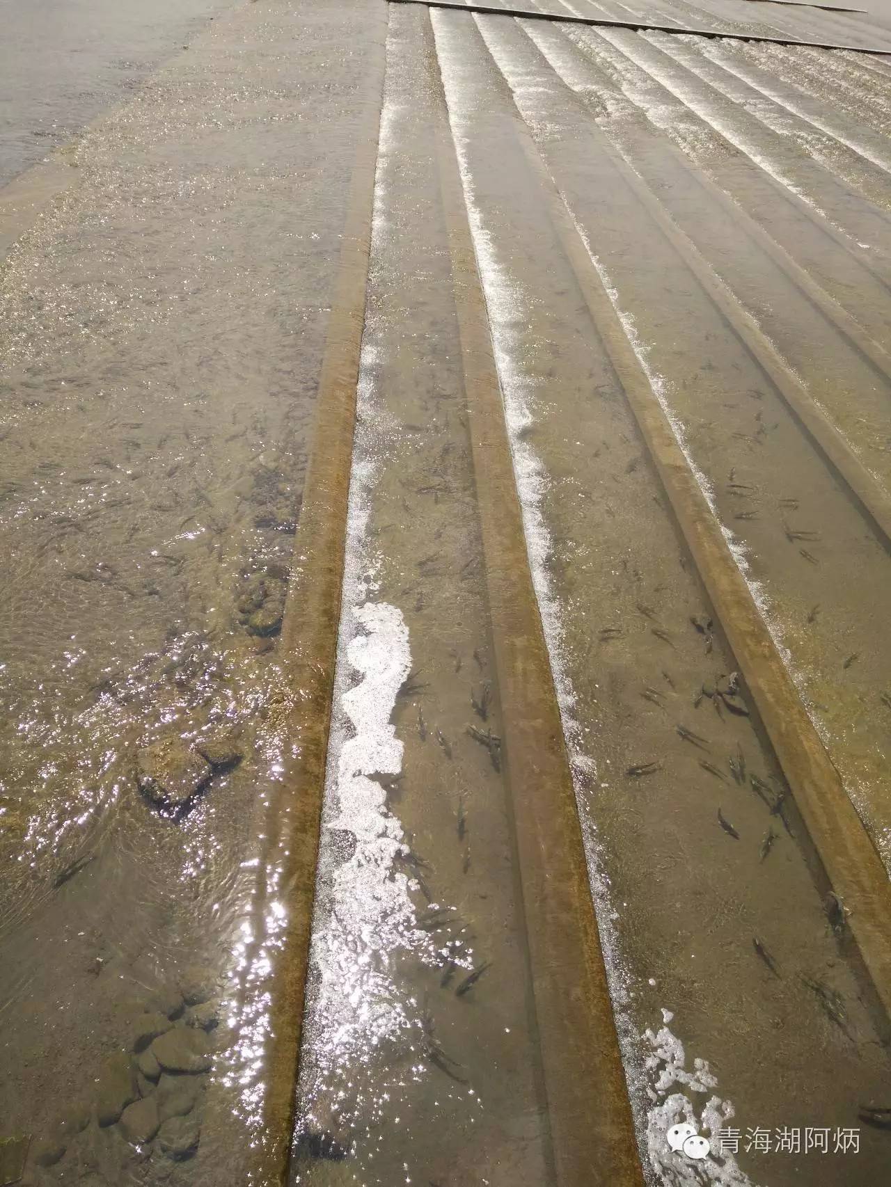 青海湖和沙坡头哪个更值得去,12月青海湖值得去吗