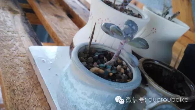 多肉挡雨遮阳布,伸缩挡雨架多肉