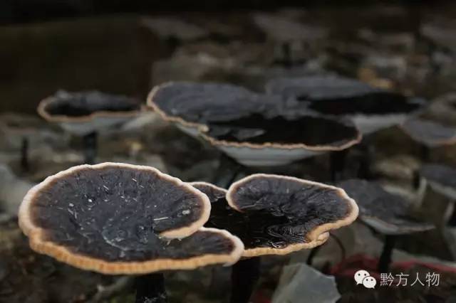 贵州三宝简介,贵州三宝来历