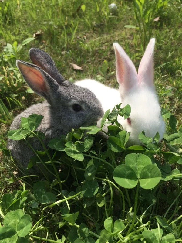 在家养兔子怎么自己做笼子,想养兔子得怎么养才能养好
