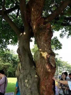 王蕊和乔杉相亲全集,王蕊半决赛