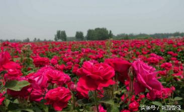 你知道七夕的意义吗,七夕节最好看的玫瑰花