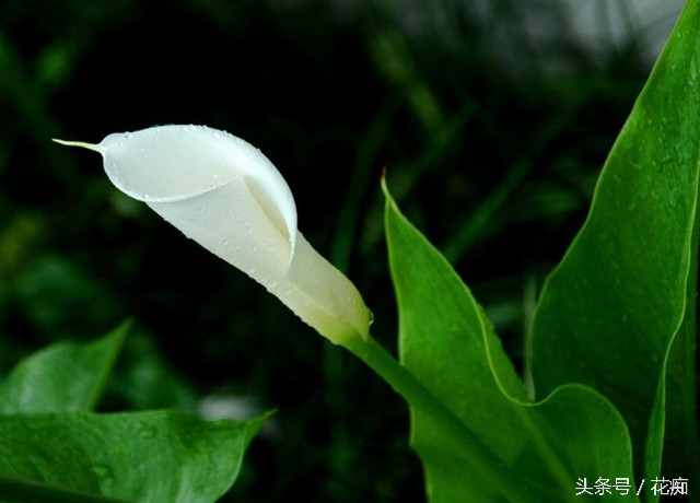 马蹄莲其实是这样养的，你做的对吗？