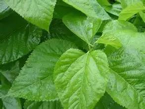 真正的神仙叶的功效,什么叶子降血糖有明显效果