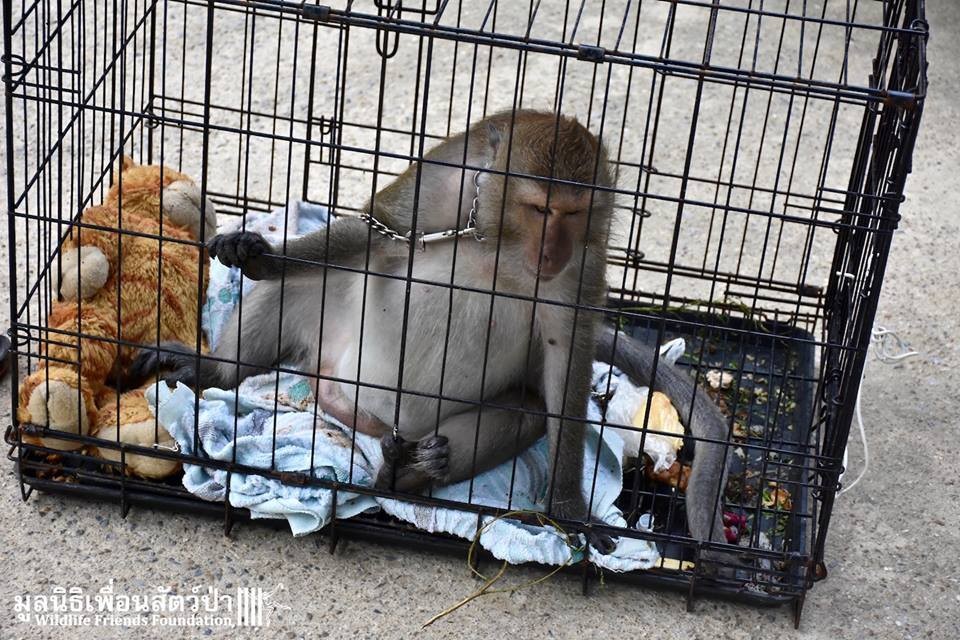 从小养大的猴子会咬主人吗,从小养出来的猴子