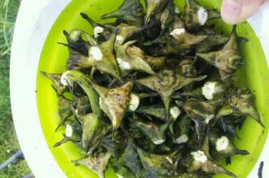 女钓手钓9百多斤大鲤鱼,90后妹子钓小龙虾