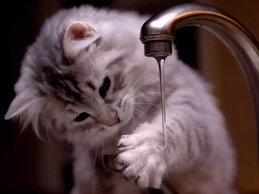 猫咪中暑会尿黄吗,猫咪中暑的症状及治疗方法图片