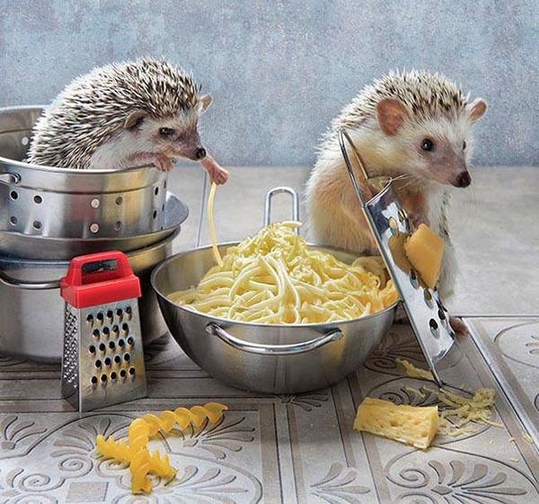 温柔可爱到爆的小刺猬,可爱呆萌小刺猬