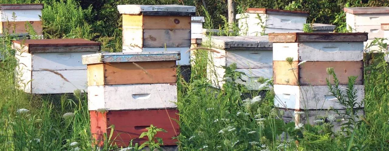 老中医蜂蜜系列,老中医生姜蜂蜜